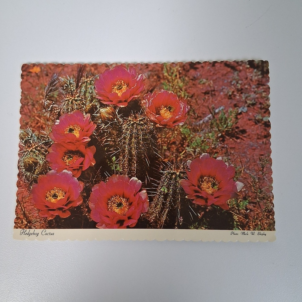 Vintage‎ Hedgehog Cactus Postcard Scalloped Edge Desert Flower Dexter Press